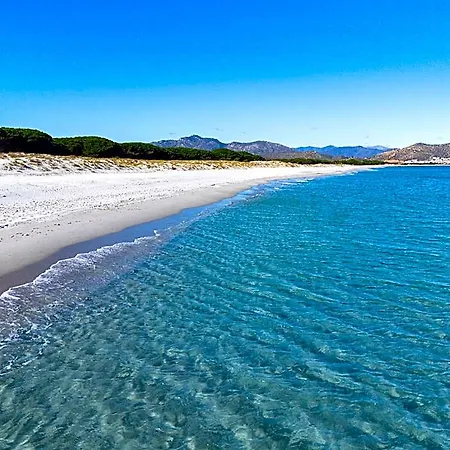 Summer سينيسكولا